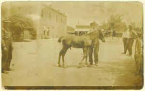 Horse on Cherry St.